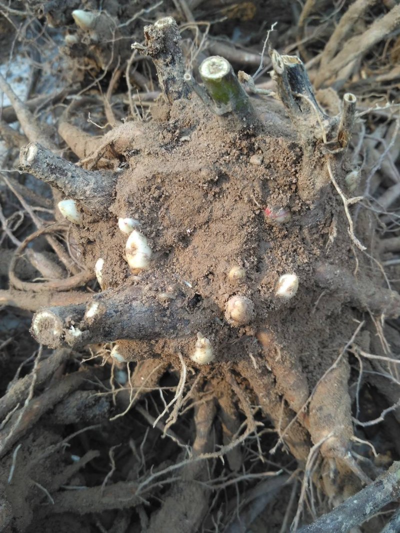 菏泽精品观赏牡丹自家基地种植