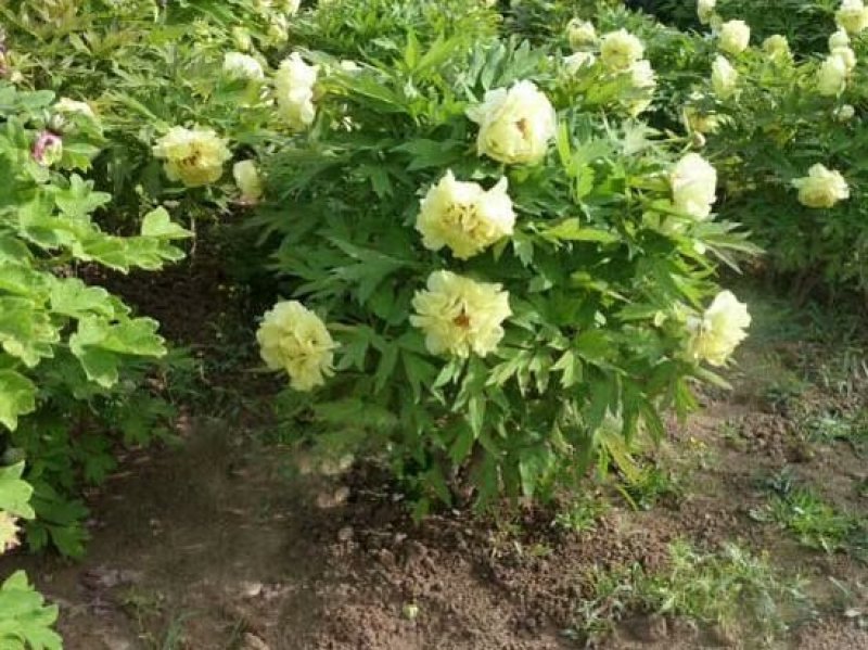 菏泽精品观赏牡丹自家基地种植