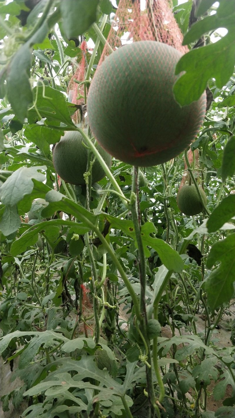 小吊瓜