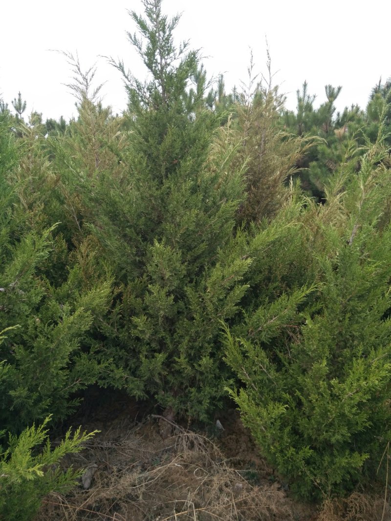 刺柏