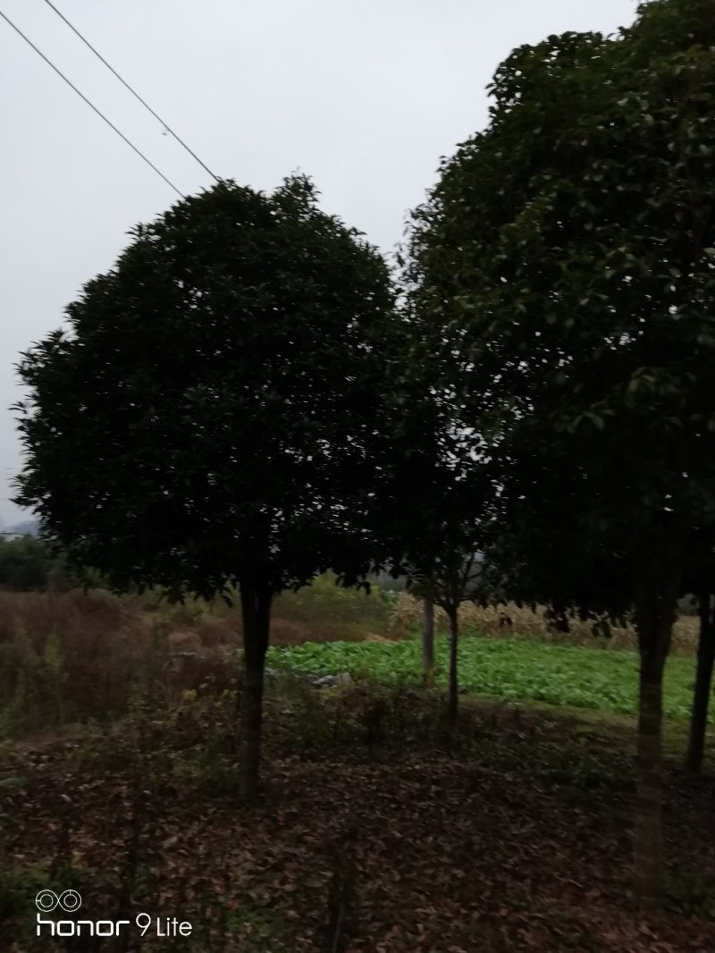 12公分桂花树，各规格桂花树，八月桂，金桂树苗