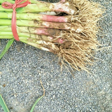 红根蒜苗18号上市
