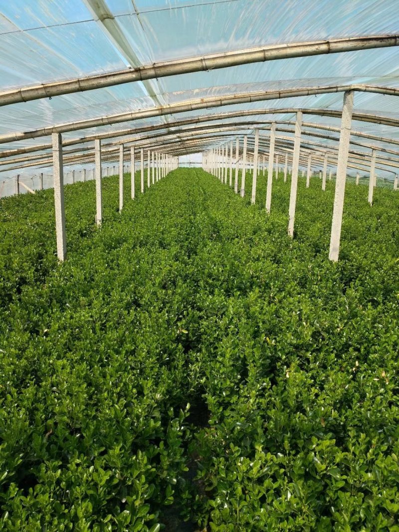 瓜子黄扬基地直销绿化工程苗木品种齐全量大优惠
