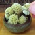 结香花茶