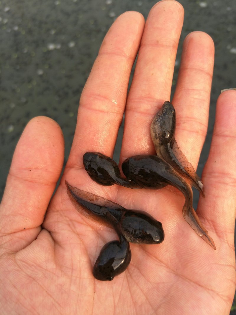 干净漂亮成活率高牛蛙蝌蚪苗大中小圆头都有