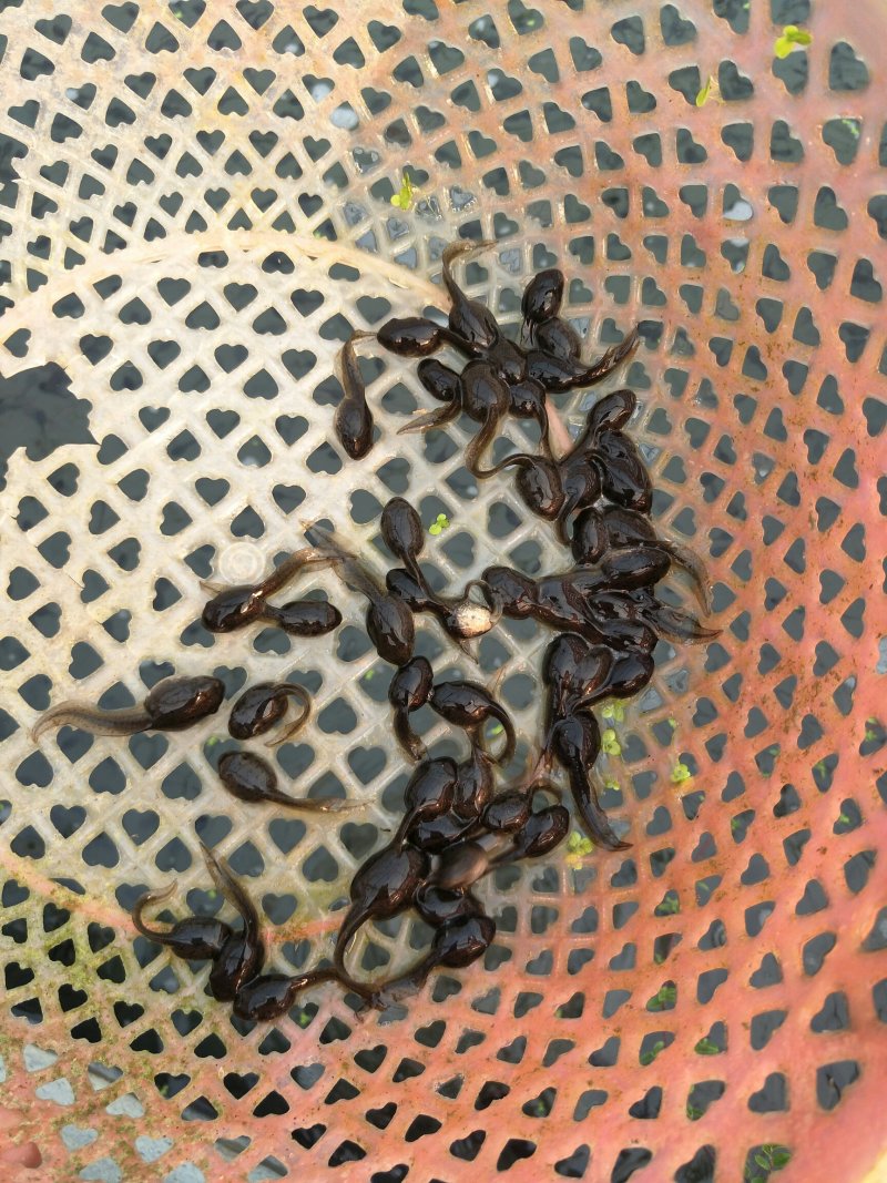 干净漂亮成活率高牛蛙蝌蚪苗大中小圆头都有