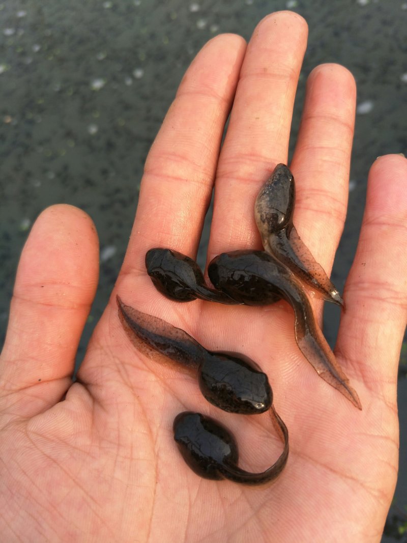 干净漂亮成活率高牛蛙蝌蚪苗大中小圆头都有