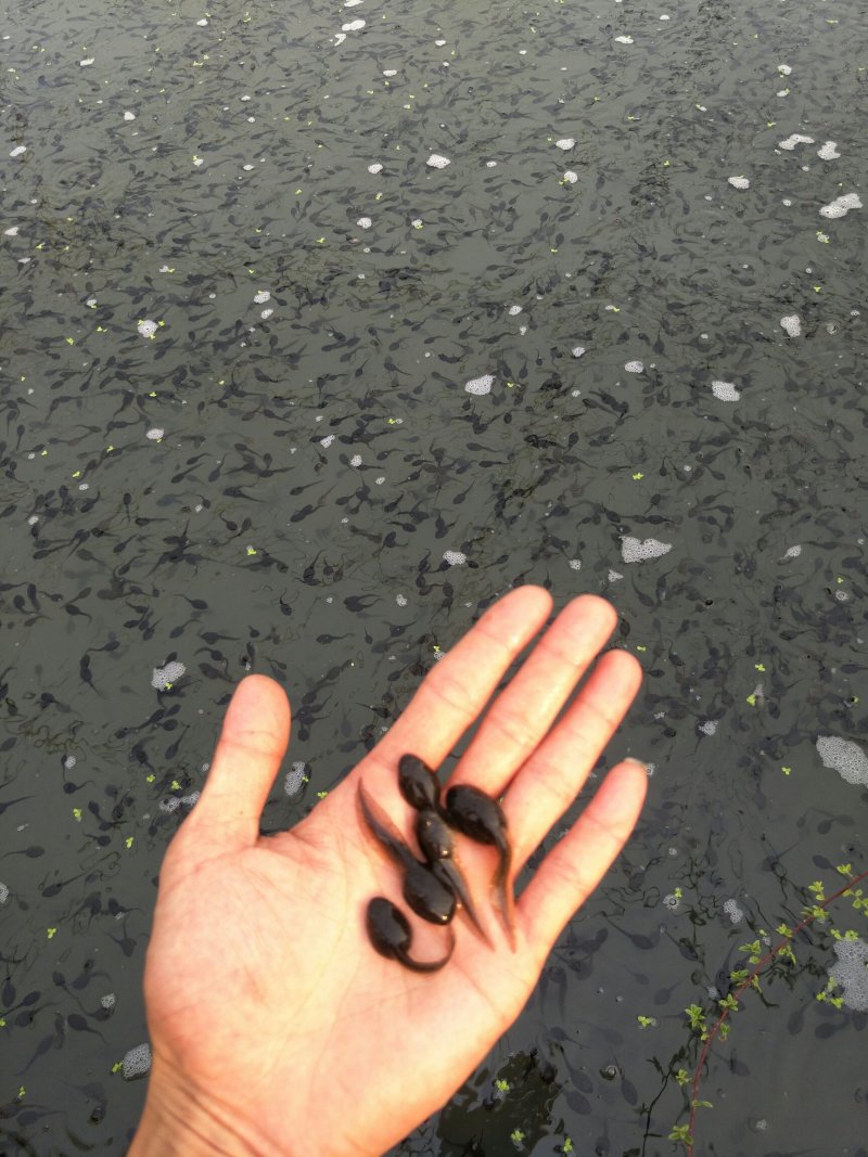 干净漂亮成活率高牛蛙蝌蚪苗大中小圆头都有