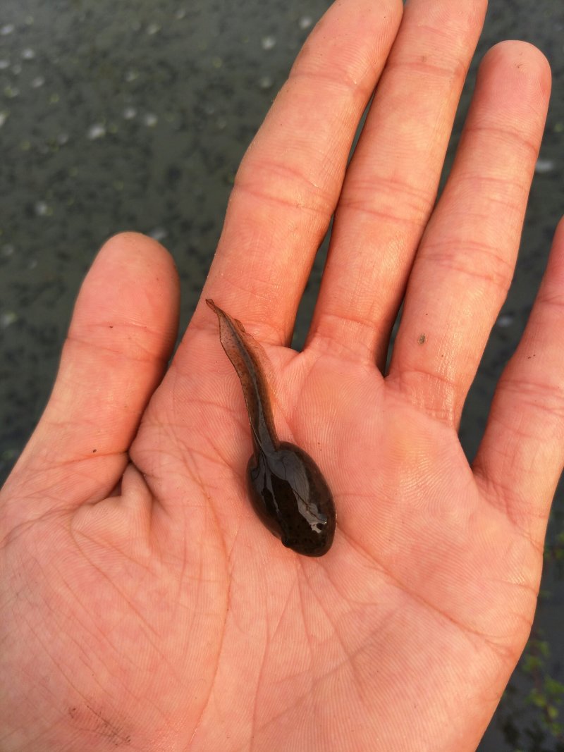 干净漂亮成活率高牛蛙蝌蚪苗大中小圆头都有