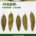 罗布麻茶