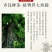 青钱柳茶