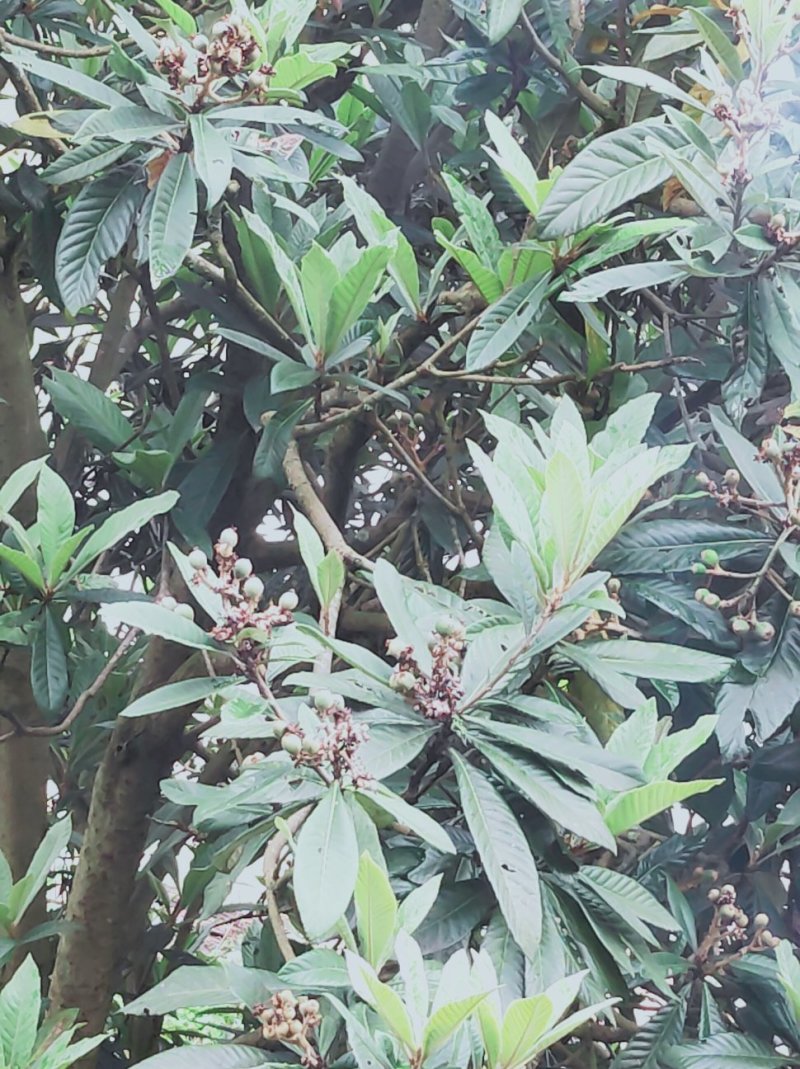 百果树和枇杷树出售