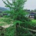 百果树和枇杷树出售
