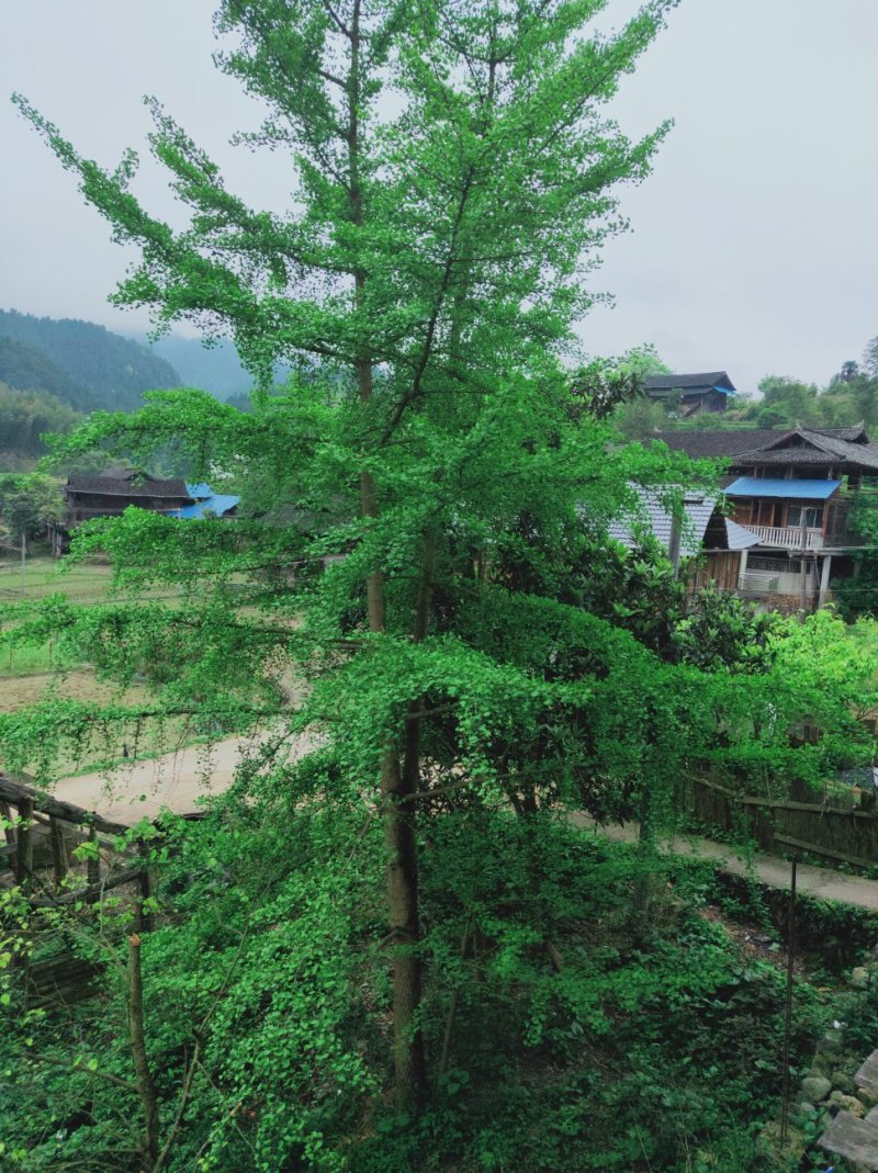 百果树和枇杷树出售