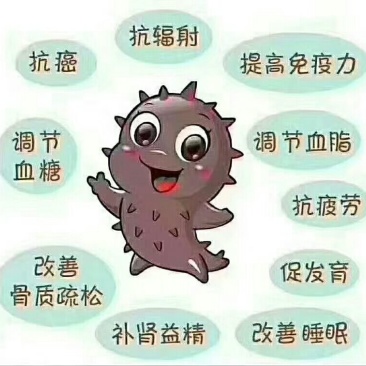 大连海参