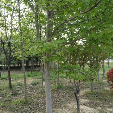 梓树
