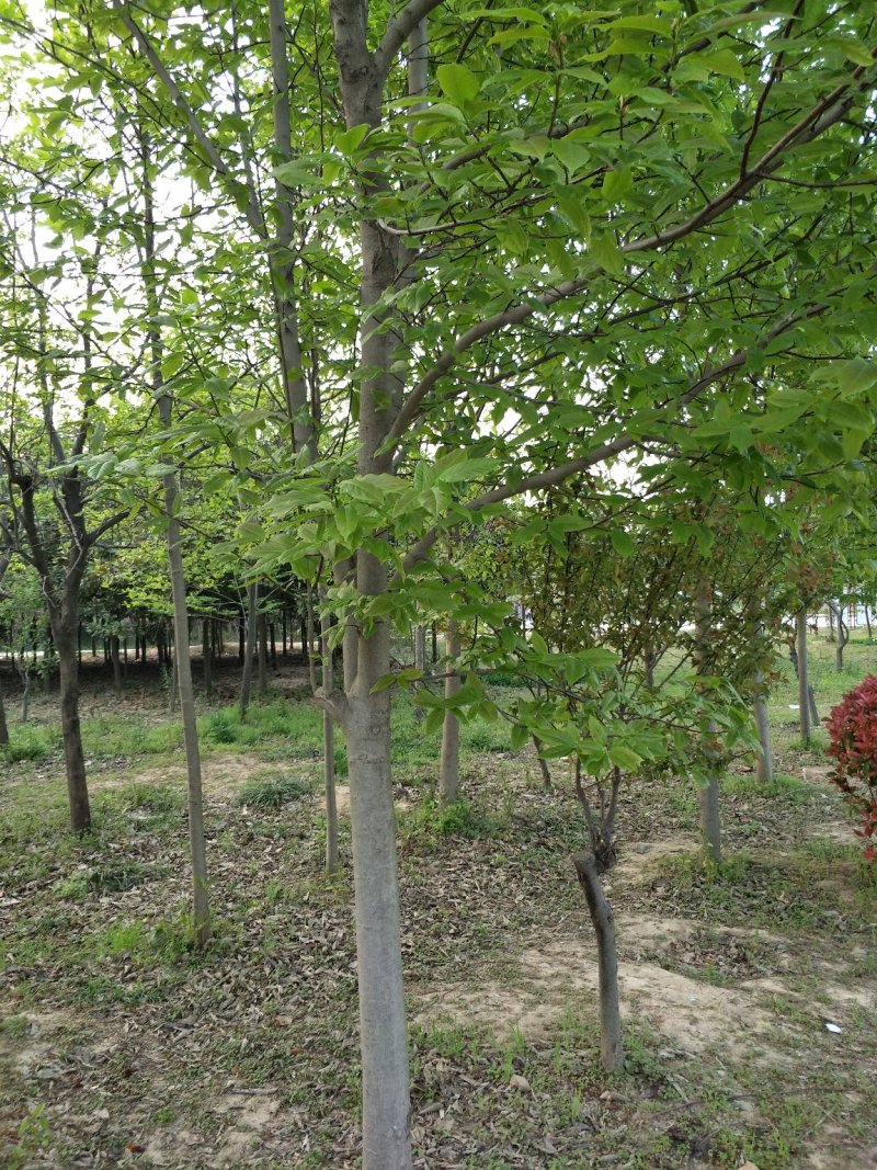梓树