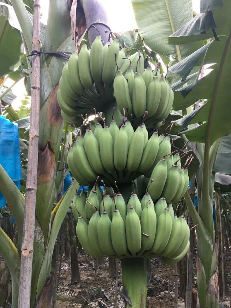 香蕉苗红香蕉宝岛苗威廉斯粉蕉金粉1号桂蕉1号中蕉九南天王