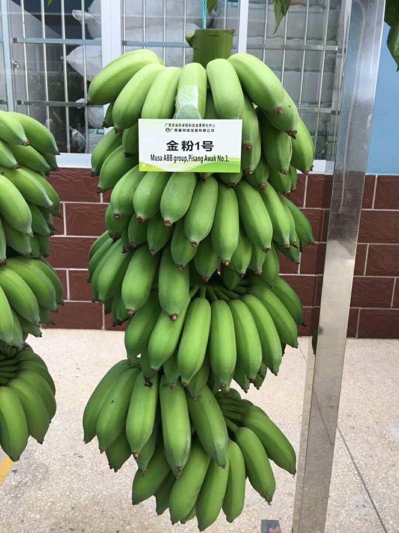 香蕉苗红香蕉宝岛苗威廉斯粉蕉金粉1号桂蕉1号中蕉九南天王