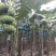 香蕉苗红香蕉宝岛苗威廉斯粉蕉金粉1号桂蕉1号中蕉九南天王