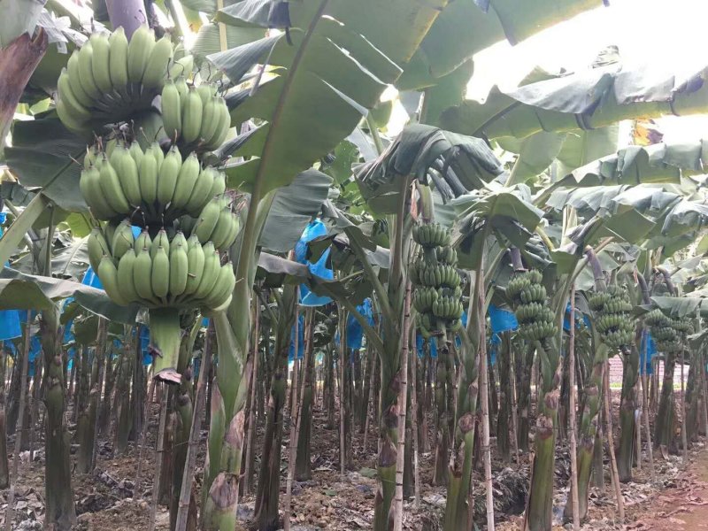 香蕉苗红香蕉宝岛苗威廉斯粉蕉金粉1号桂蕉1号中蕉九南天王