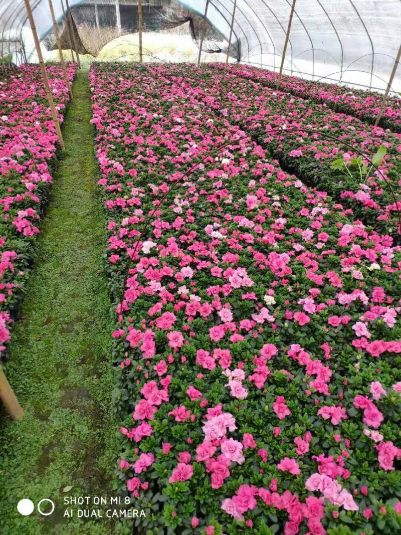 比利时杜鹃四季开花，花期长