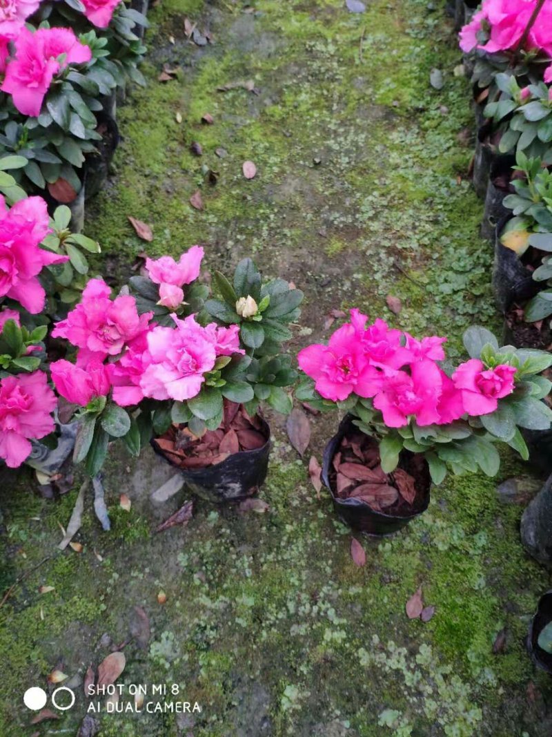 比利时杜鹃四季开花，花期长