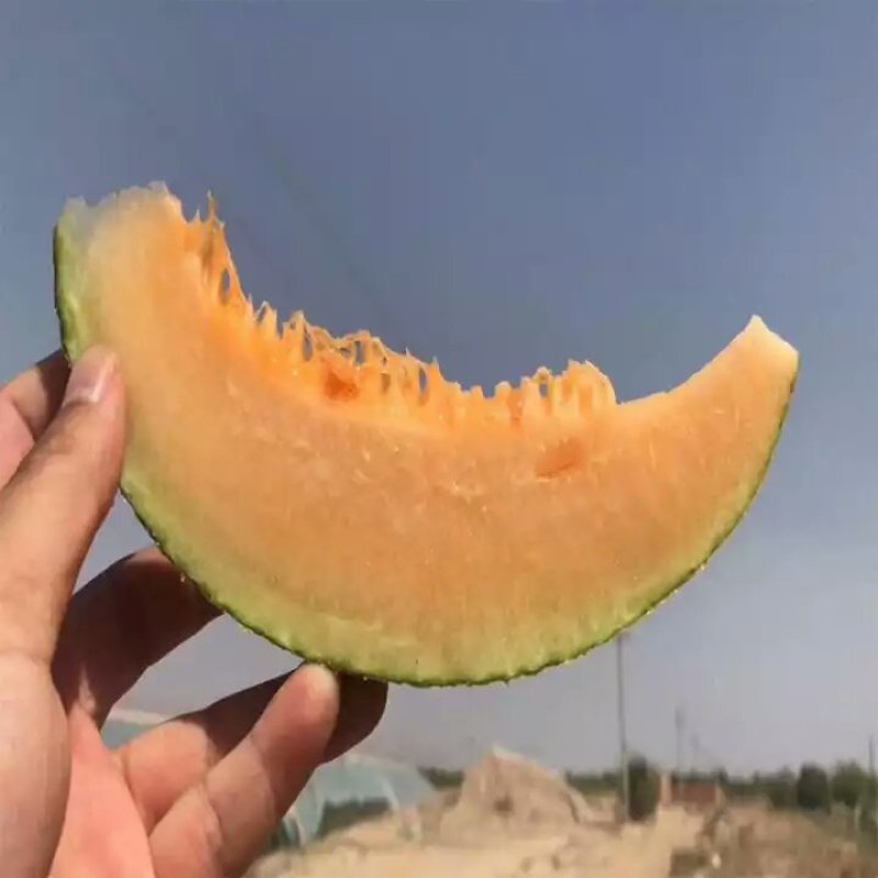 正宗闫良甜瓜，口感脆甜，皮薄肉厚