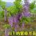 紫藤种子长穗品种红玉藤丰香藤麝香藤