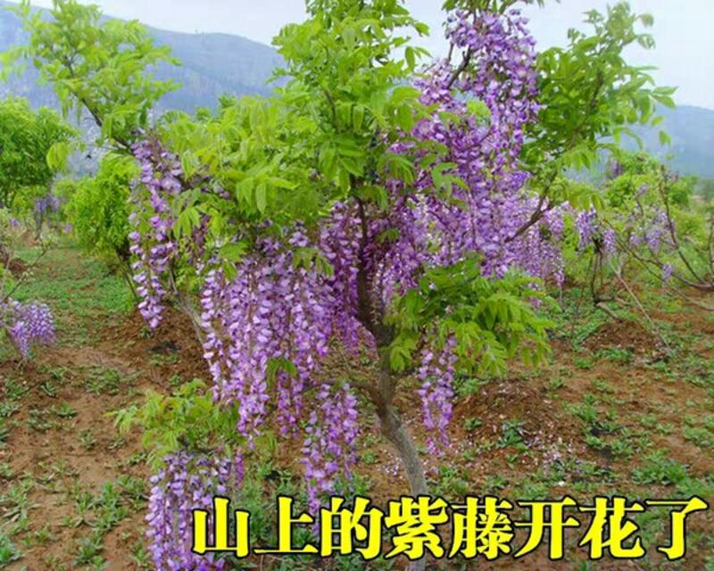 紫藤种子长穗品种红玉藤丰香藤麝香藤