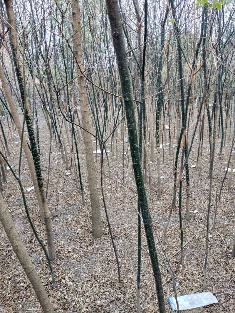 货源充足量大价优