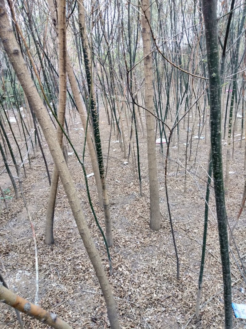 货源充足量大价优