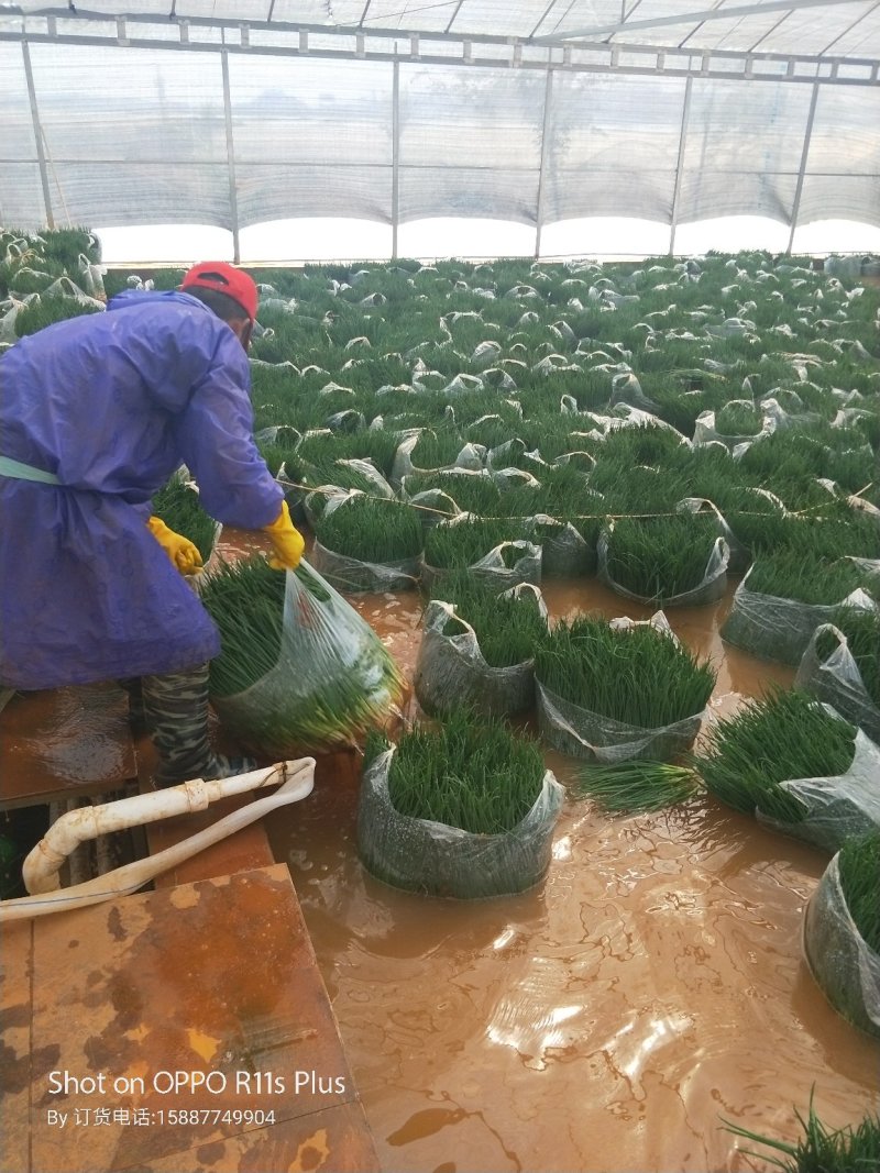 产地直供长年有货云泸西小香葱黑葱粗管大管细管