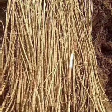 出售黄芪苗子产地直发，量大从优一手货源