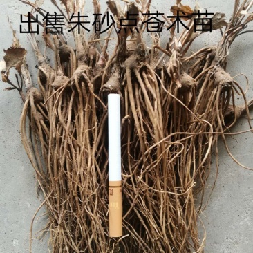 内蒙古2年生苍术种苗，大量现货，欢迎大家来电咨询