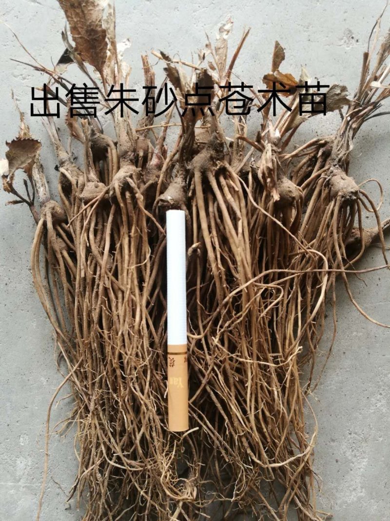 内蒙古2年生苍术种苗，大量现货，欢迎大家来电咨询