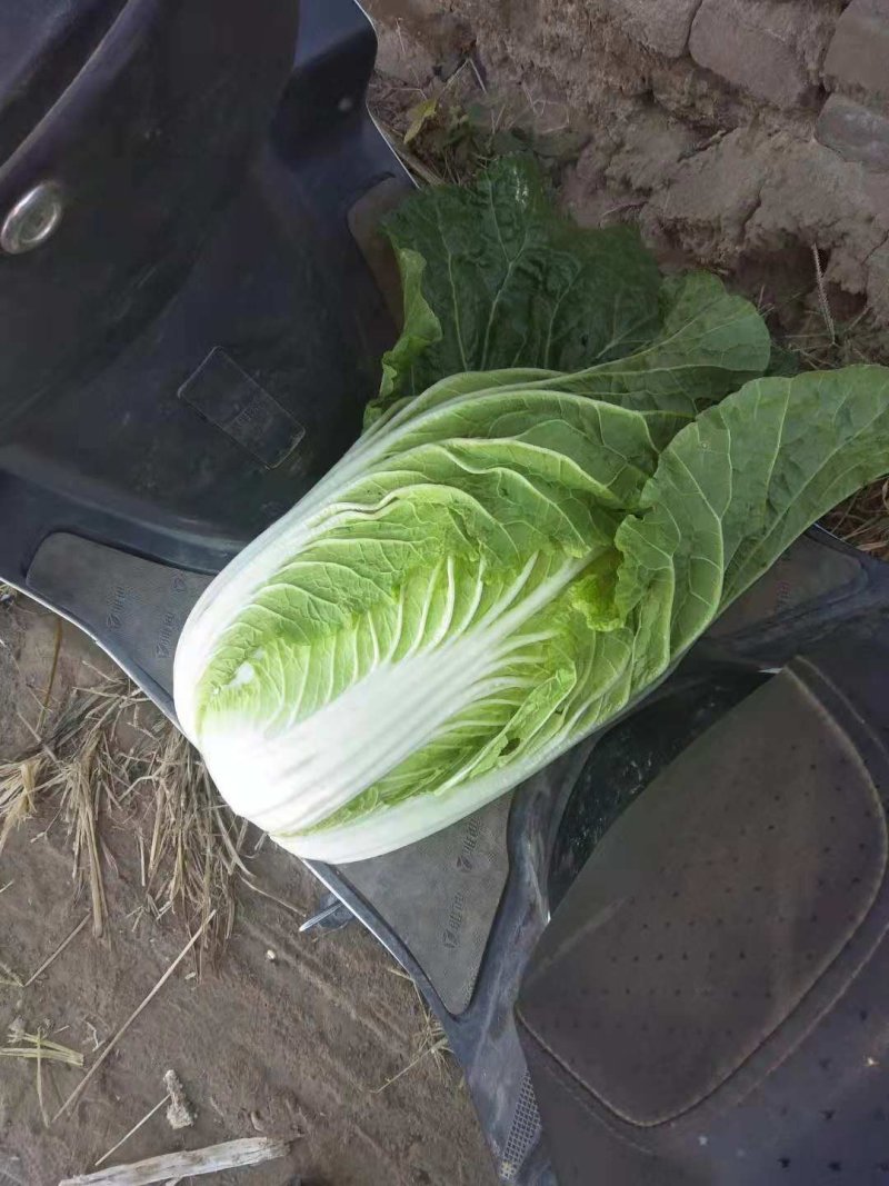 河北定州蔬菜基地黄心白菜大量上市