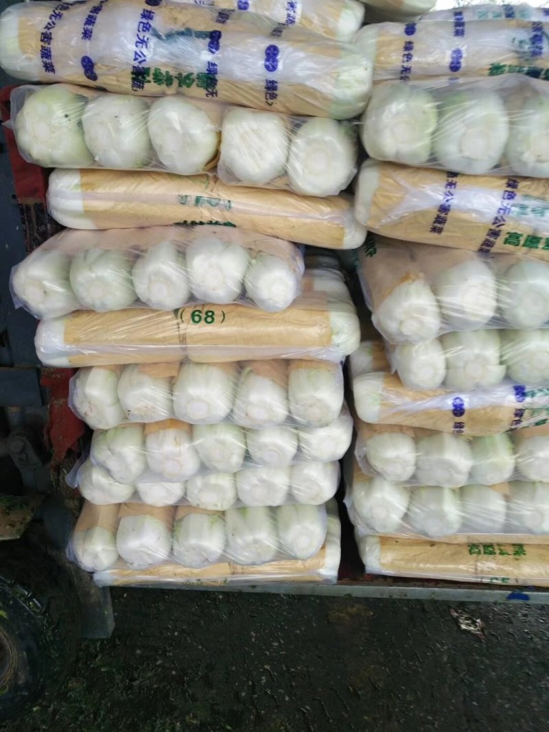 河北定州蔬菜基地黄心白菜大量上市