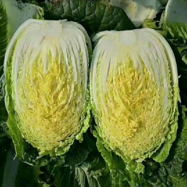 河北定州蔬菜基地黄心白菜大量上市