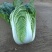 河北定州蔬菜基地黄心白菜大量上市
