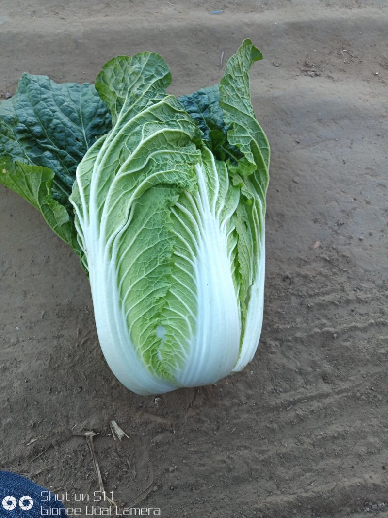 河北定州蔬菜基地黄心白菜大量上市