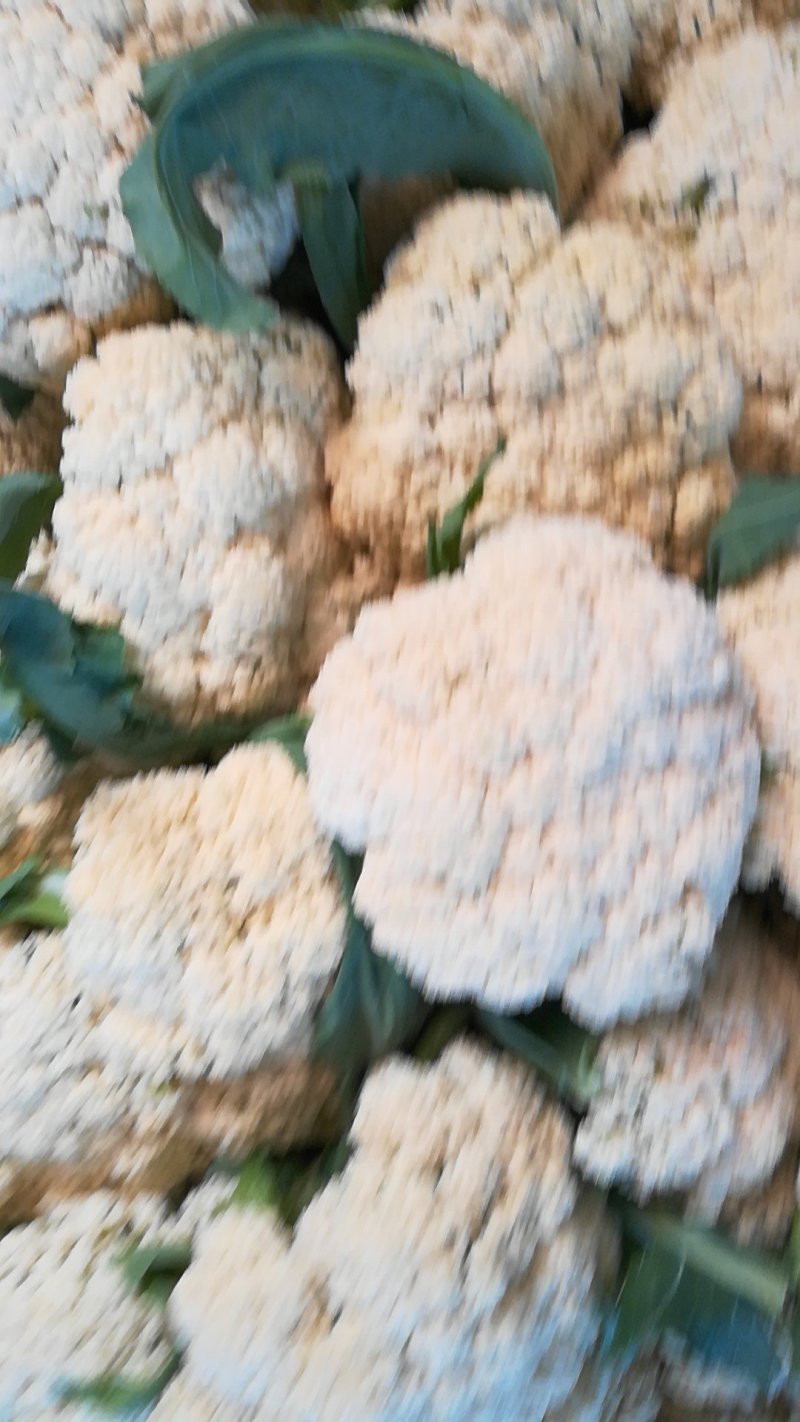 潍坊青州，青梗白面有机菜花，大量上市，欢迎各位老板咨询采