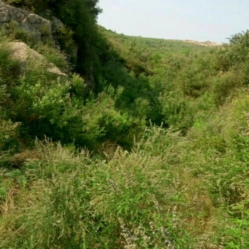 大量荒山资源出租转让