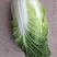 河北定州大量供应黄心白菜