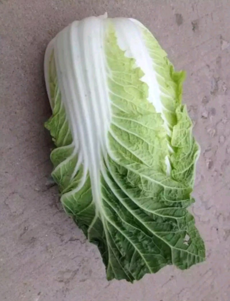 河北定州大量供应黄心白菜