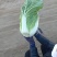 河北定州大量供应黄心白菜