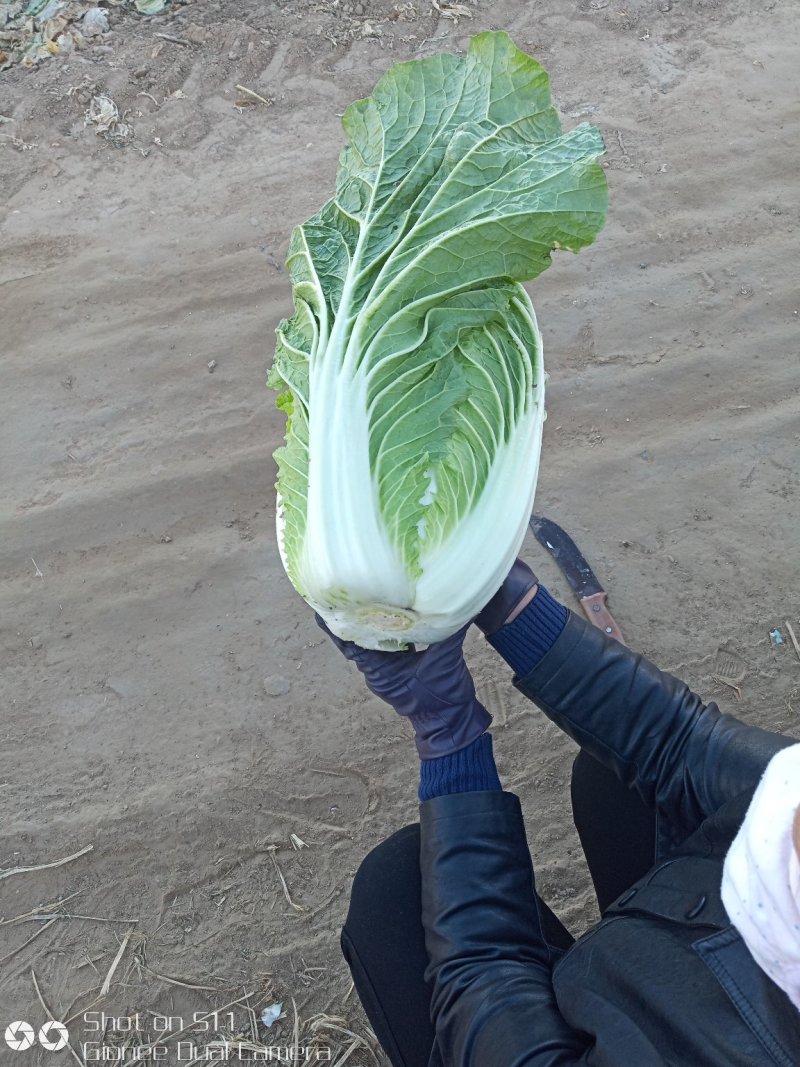 河北定州大量供应黄心白菜