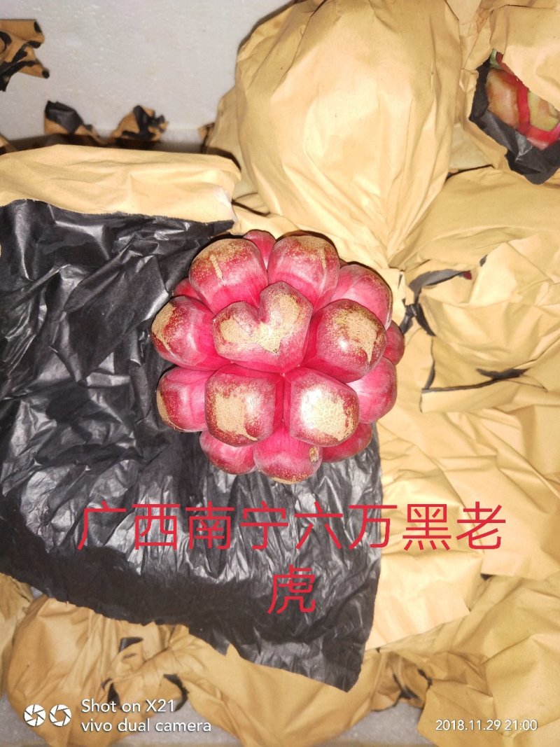 黑老虎果苗福布娜苗黑老虎小苗2020年包邮销售中