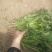 商薯19西瓜红红薯苗