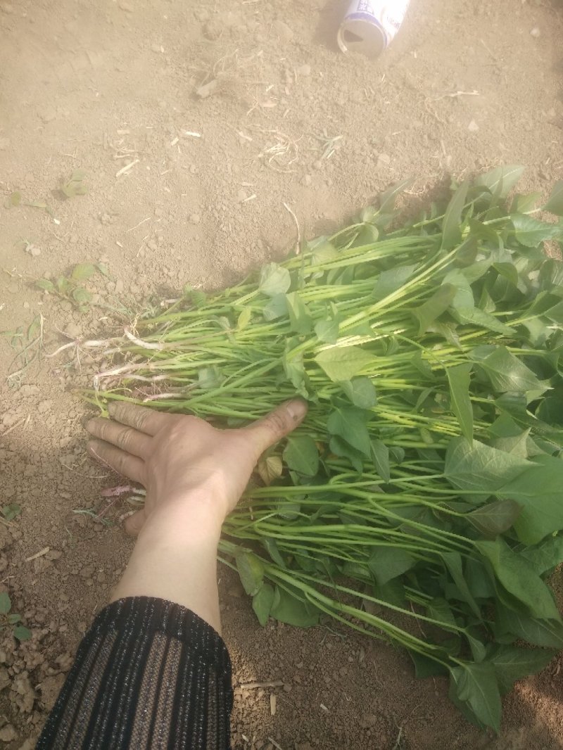 商薯19西瓜红红薯苗